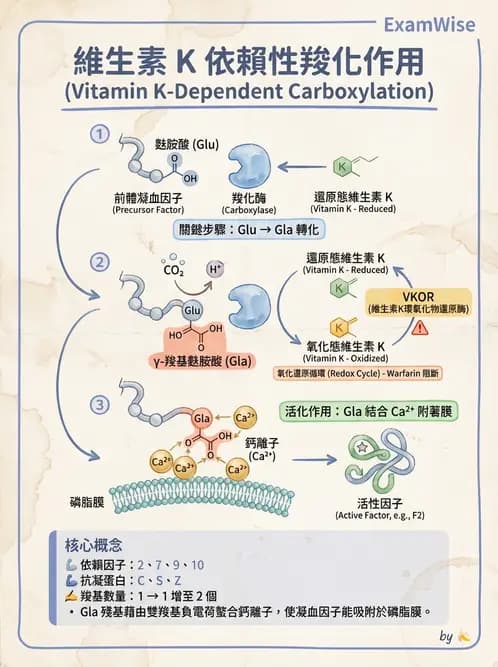 營養 - 維生素K - AI 圖文解析預覽