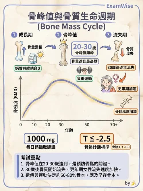 營養 - 兒童青少年與老年營養 - AI 圖文解析預覽