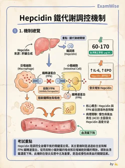營養 - 鐵營養與貧血 - AI 圖文解析預覽