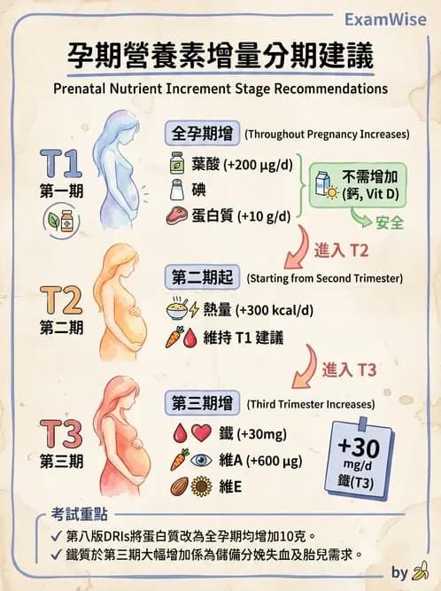 營養 - 孕期與哺乳期營養 - AI 圖文解析預覽