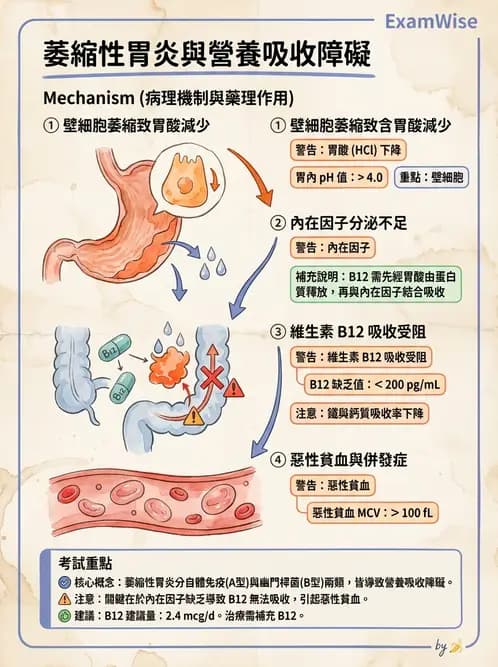 營養 - 兒童青少年與老年營養 - AI 圖文解析預覽