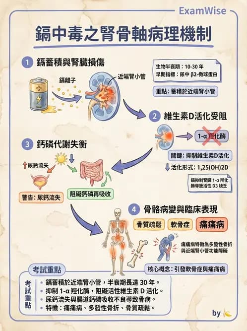 營養 - 化學性危害 - AI 圖文解析預覽