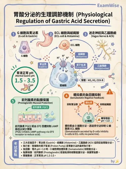 營養 - 消化系統生理學 - AI 圖文解析預覽