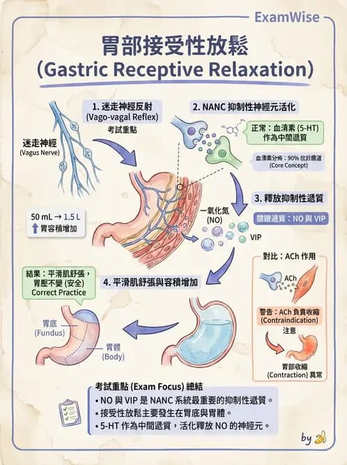 營養 - 消化系統生理學 - AI 圖文解析預覽