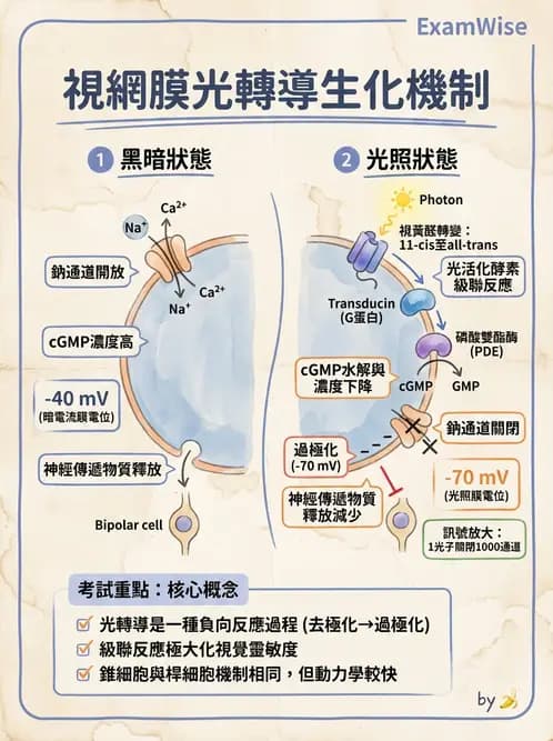 營養 - 神經系統生理學 - AI 圖文解析預覽