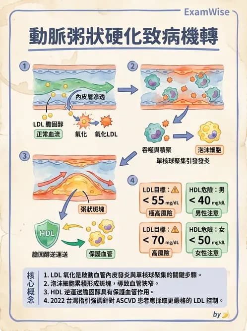 營養 - 脂質代謝 - AI 圖文解析預覽