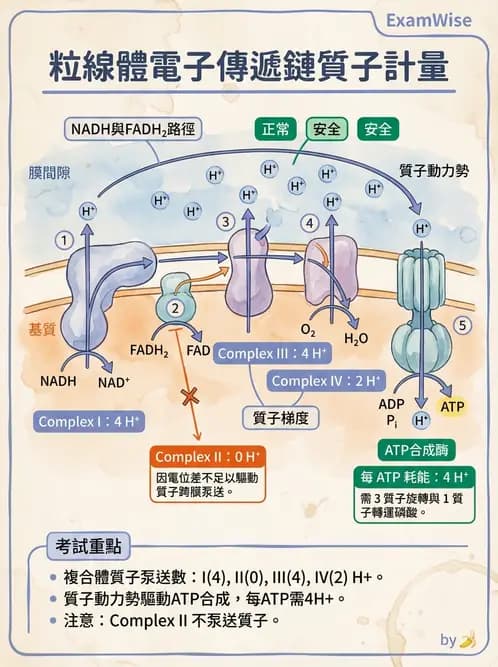 營養 - 能量代謝 - AI 圖文解析預覽