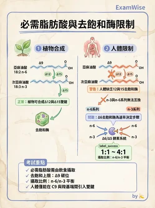 營養 - 脂質代謝 - AI 圖文解析預覽