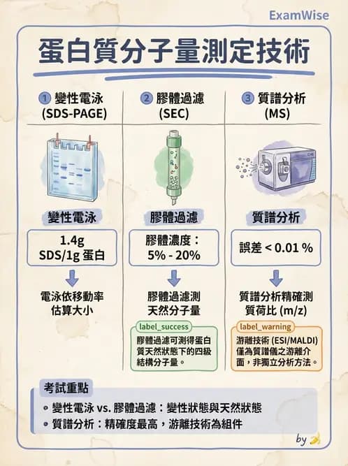 營養 - 蛋白質與胺基酸代謝 - AI 圖文解析預覽
