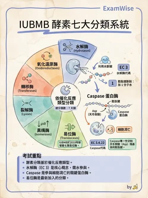 營養 - 酵素學基礎 - AI 圖文解析預覽