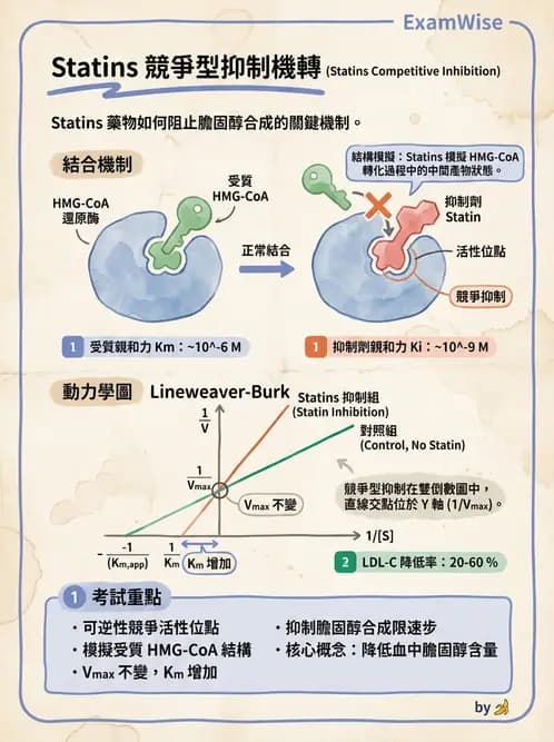 營養 - 酵素學基礎 - AI 圖文解析預覽