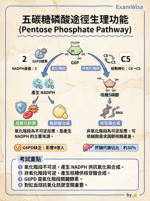 營養 - 醣類代謝路徑 - AI 圖文解析預覽