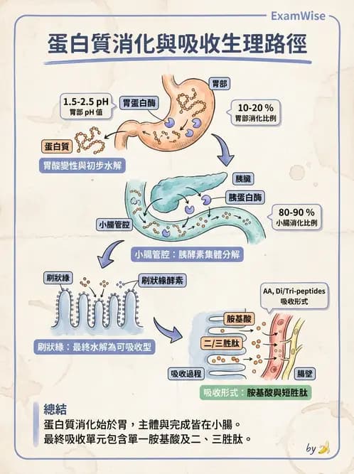 營養 - 蛋白質消化吸收與品質評估 - AI 圖文解析預覽