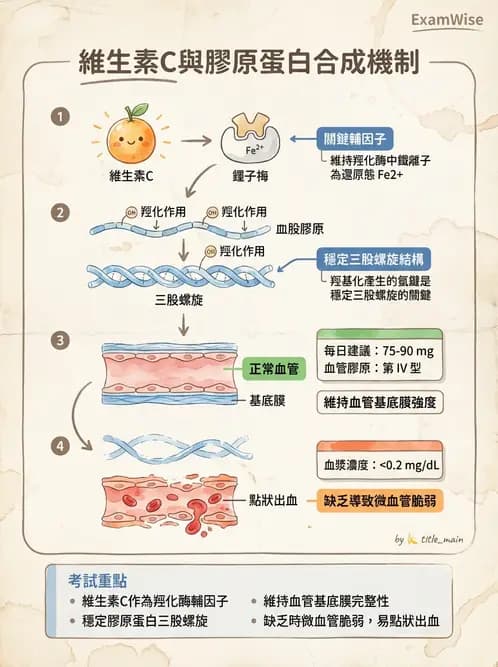 營養 - 維生素C與其他水溶性維生素 - AI 圖文解析預覽