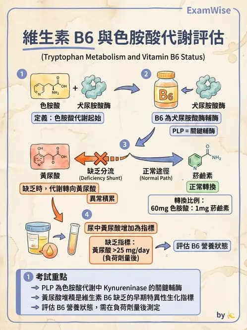 營養 - 單碳代謝與造血B群維生素 - AI 圖文解析預覽