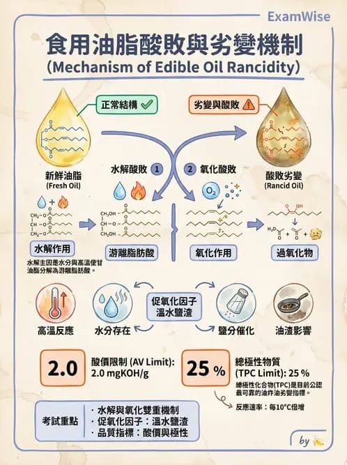 營養 - 烹調技法、油脂品質與供應管理 - AI 圖文解析預覽
