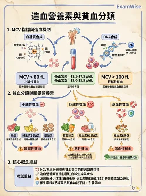 營養 - 生化指標與營養缺乏 - AI 圖文解析預覽