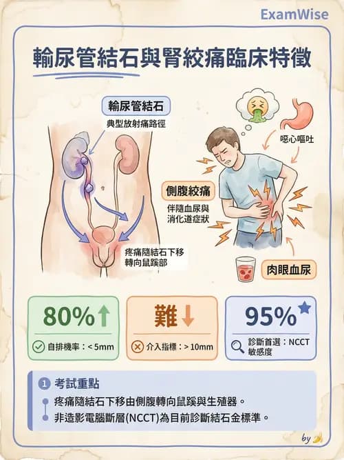 專師 - 泌尿道結石 - AI 圖文解析預覽