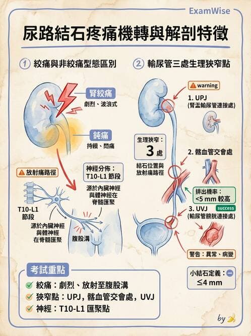 專師 - 泌尿道結石 - AI 圖文解析預覽
