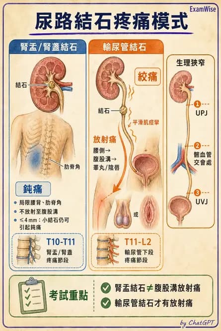 專師 - 泌尿道結石 - AI 圖文解析預覽