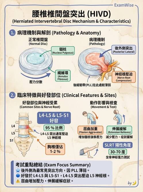 專師 - 脊椎疾病 - AI 圖文解析預覽
