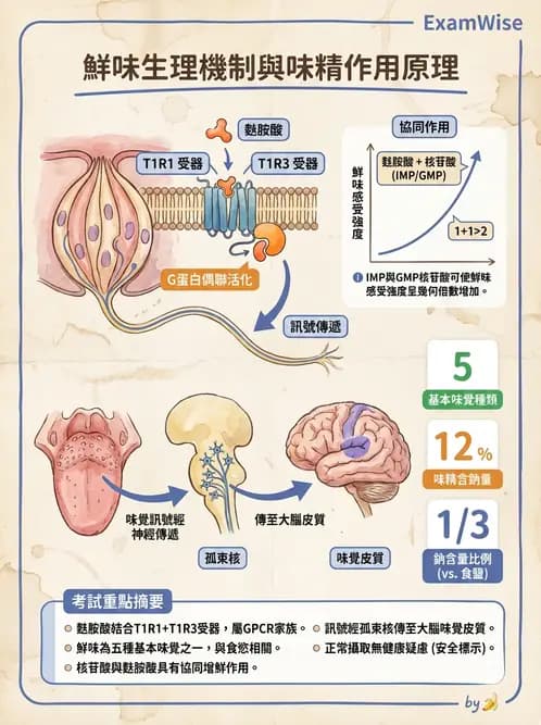 營養 - 神經系統生理學 - AI 圖文解析預覽