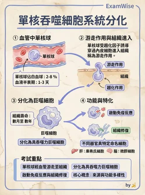 營養 - 血液與免疫 - AI 圖文解析預覽