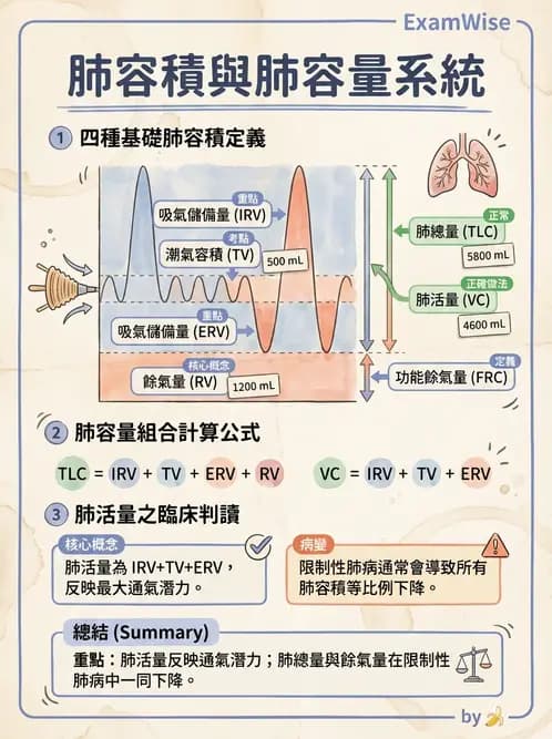 營養 - 呼吸系統生理學 - AI 圖文解析預覽