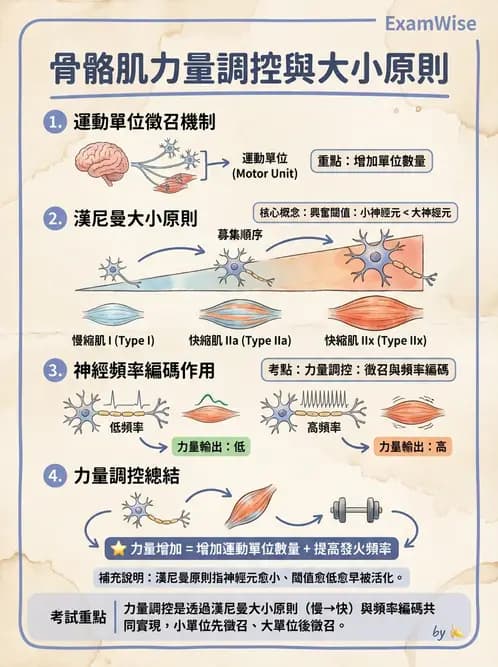 營養 - 肌肉生理學 - AI 圖文解析預覽