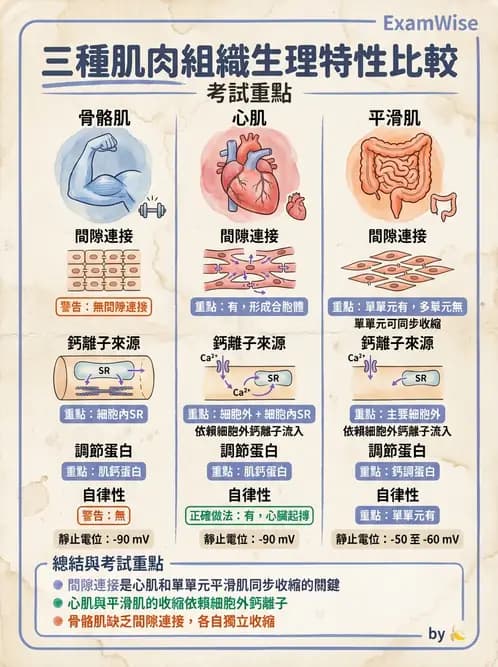 營養 - 肌肉生理學 - AI 圖文解析預覽