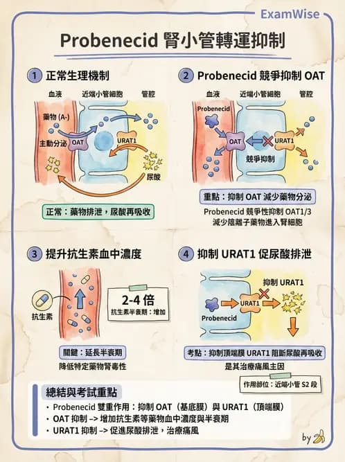 營養 - 腎臟與泌尿生理學 - AI 圖文解析預覽
