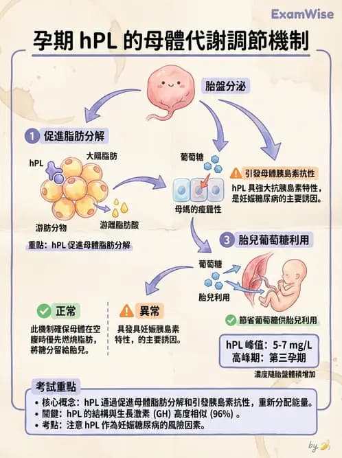 營養 - 生殖系統生理學 - AI 圖文解析預覽
