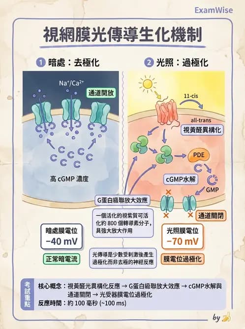 營養 - 神經系統生理學 - AI 圖文解析預覽