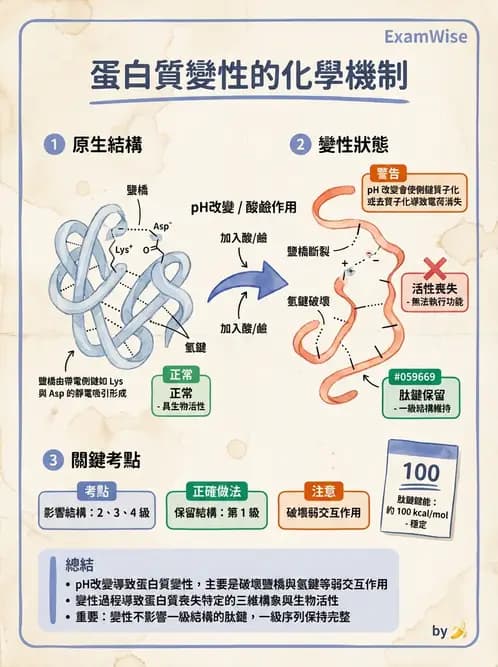 營養 - 蛋白質與胺基酸代謝 - AI 圖文解析預覽