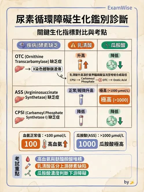 營養 - 蛋白質與胺基酸代謝 - AI 圖文解析預覽