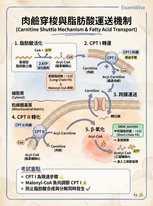 營養 - 脂質代謝 - AI 圖文解析預覽