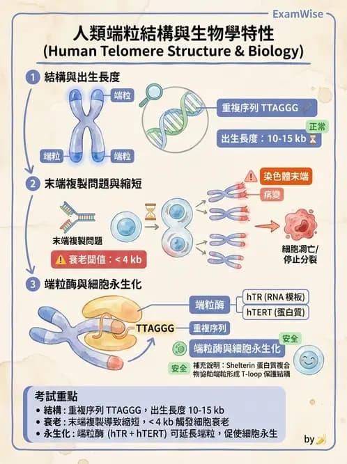 營養 - 核酸與基因表現 - AI 圖文解析預覽