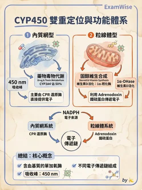 營養 - 酵素學基礎 - AI 圖文解析預覽