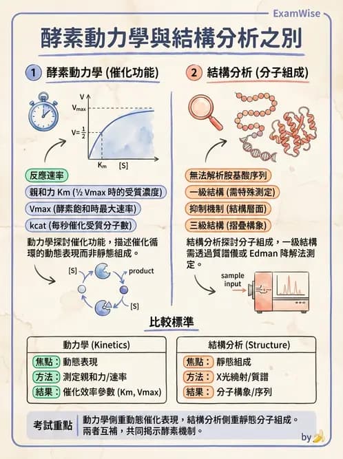 營養 - 酵素學基礎 - AI 圖文解析預覽