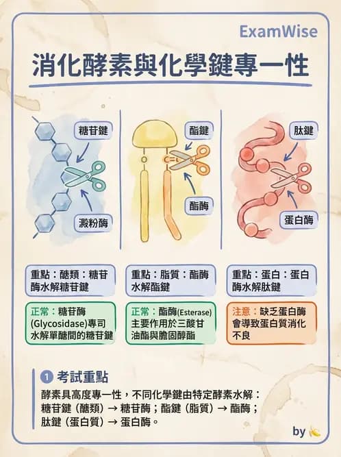 營養 - 醣類消化吸收與血糖調控 - AI 圖文解析預覽