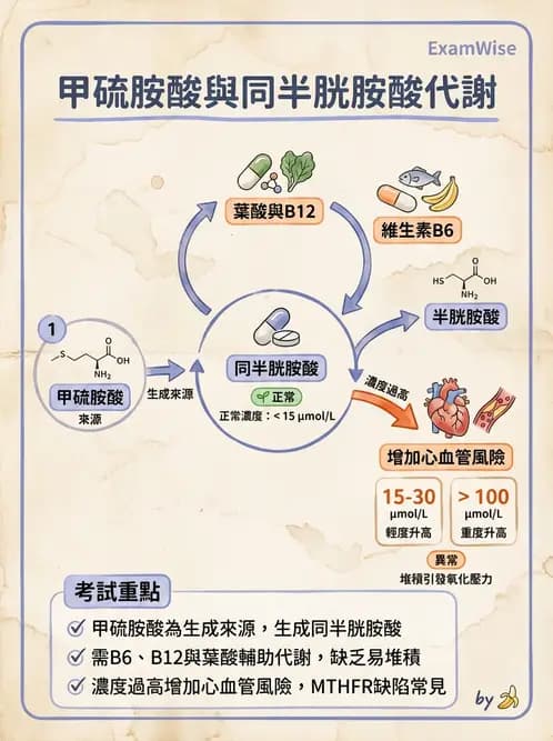 營養 - 胺基酸分類、功能與代謝 - AI 圖文解析預覽