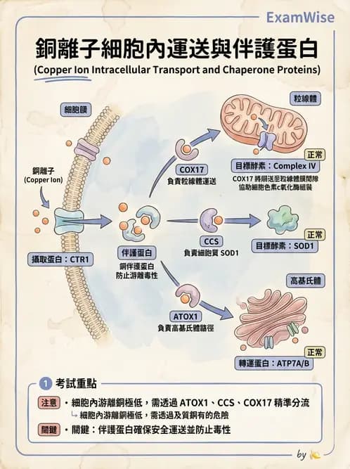 營養 - 鋅與銅營養 - AI 圖文解析預覽