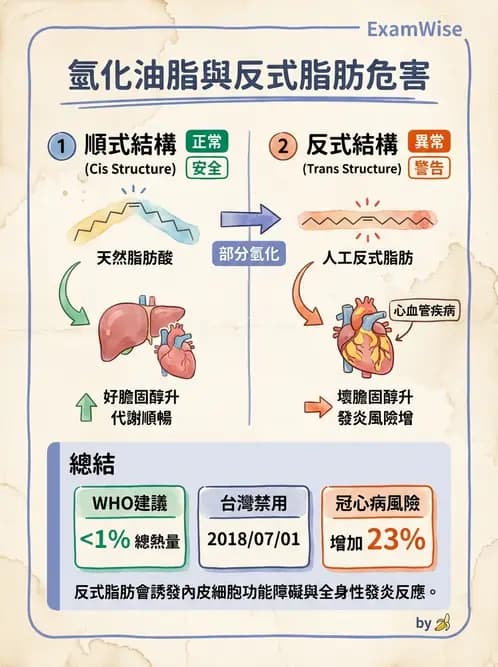 營養 - 脂肪酸種類與必需脂肪酸 - AI 圖文解析預覽