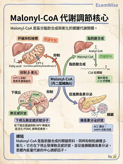 營養 - 脂蛋白與膽固醇代謝 - AI 圖文解析預覽