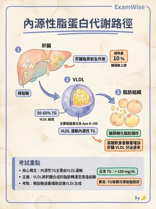 營養 - 脂蛋白與膽固醇代謝 - AI 圖文解析預覽