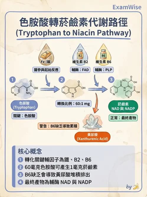 營養 - 能量代謝相關B群維生素 - AI 圖文解析預覽