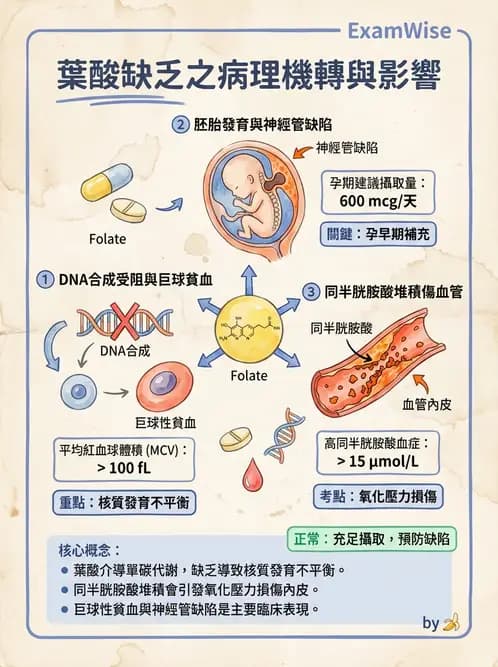 營養 - 單碳代謝與造血B群維生素 - AI 圖文解析預覽