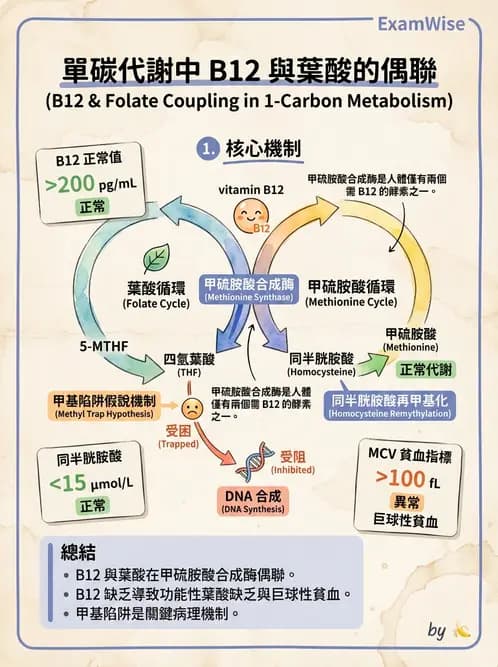 營養 - 單碳代謝與造血B群維生素 - AI 圖文解析預覽