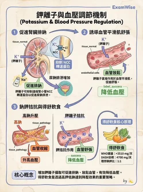 營養 - 巨量礦物質營養素 - AI 圖文解析預覽