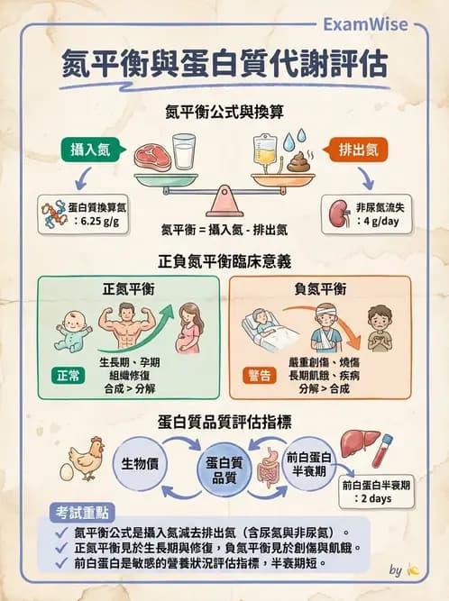 營養 - 生化指標與營養缺乏 - AI 圖文解析預覽